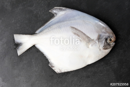 Cleaned degutted white pomfret fish on black marble slate background