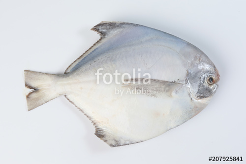 Cleaned degutted white pomfret fish on white background