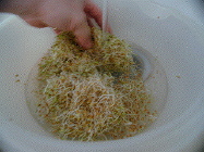 Break up the sprouts so that they are all swimming independently (This  allows for a much more thorough hull removal.). Swish the sprouts around  with your