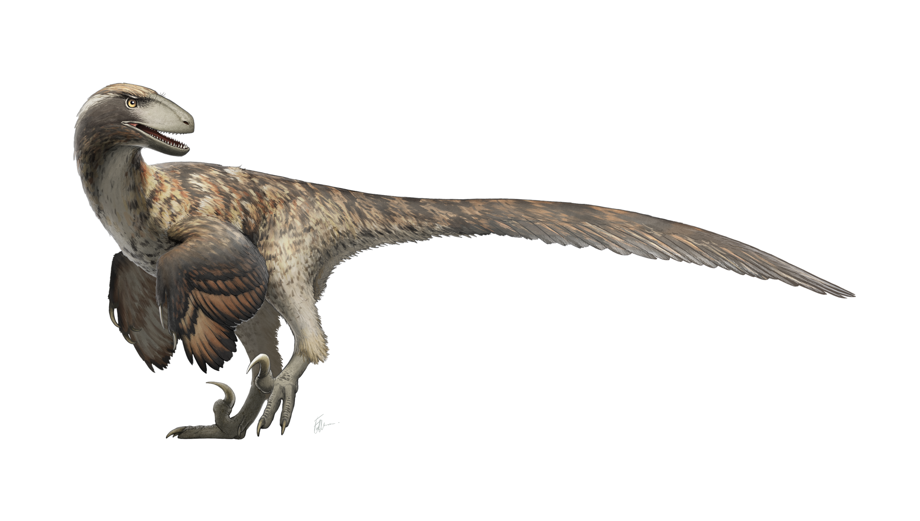 Archivo:Deinonychus Restoration.png