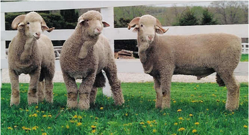 Delaine-Merino Sheep Breed Information