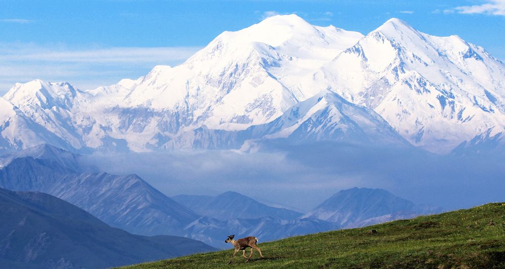 a caribou runs down a hill in front of Denali