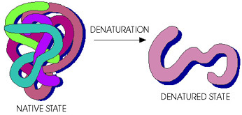 The picture below shows what happens to the protein strains when going  through denaturation.