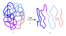 Process of Denaturation: 1) Functional protein showing a quaternary  structure 2) when heat is applied it alters the intramolecular bonds of the  protein 3)