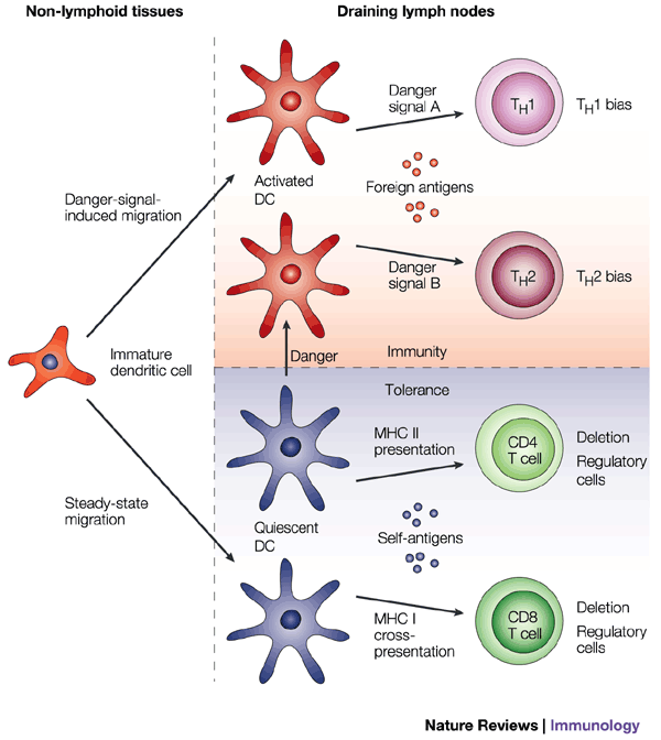 The current view of the ways in which the activation states of dendritic  cells (DCs) can determine the nature of T-cell responses.