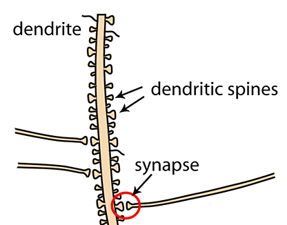 as changes in synaptic strength [2], or how reliably the information  transfer between axon and dendrite happens at the synapse, where dendritic  spines