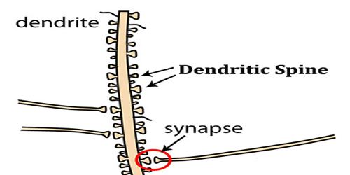 Dendritic spines were first described at the end of the 19th century by  Santiago Ramón y Cajal on cerebellar neurons. Ramón y Cajal then proposed  that