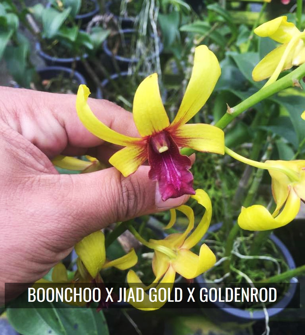 DENDRO BOONCHOO X JIAD GOLD X GOLDENROD. ‹ ›