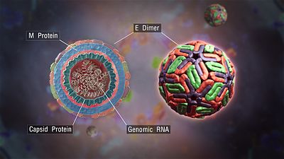 a 3d medical animation still shot of a dengue virus with cross section  showing structural components