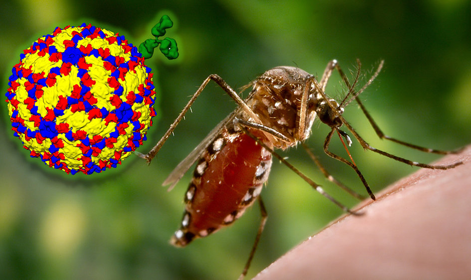 The Dengue virus and mosquito. Credit: Paul Young and Daniel Watterson