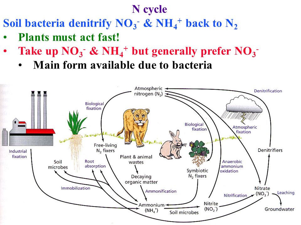 N cycle Soil bacteria denitrify NO3- & NH4+ back to N2. Plants must act