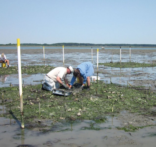 Researchers place trays of various oyster densities on a reef in a seaside  intertidal zone of