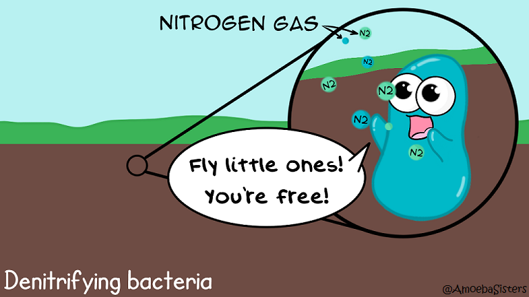 Is it just us or does the denitrifying bacteria in the nitrogen cycle not  get enough credit? This comic is directly from our carbon and nitrogen  cycle video