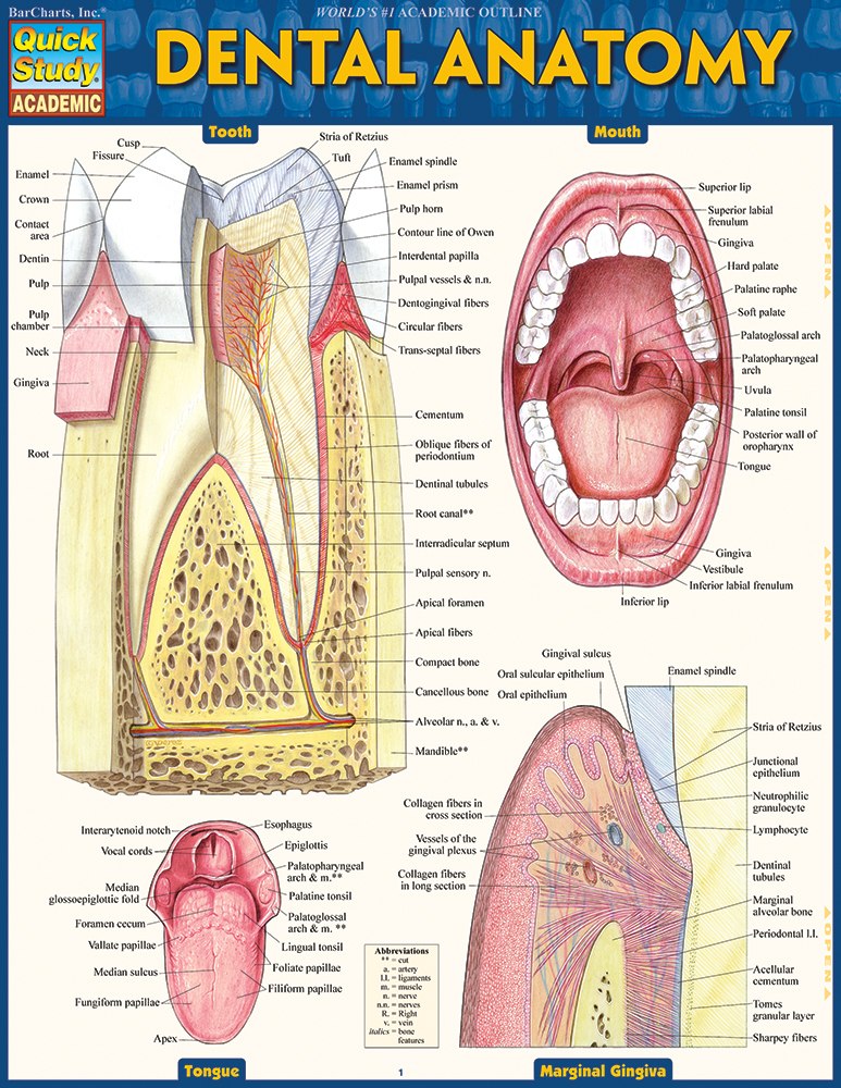 Dental Anatomy Laminated Study Guide (9781423233107)