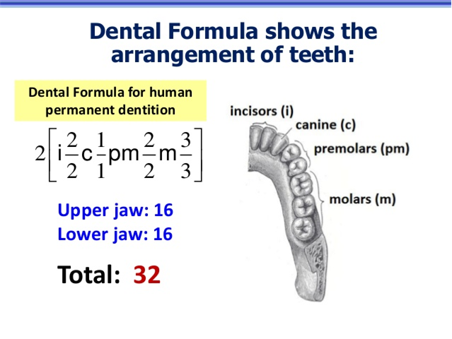 Give the dental formula of human beings. from Biology Digestion and  Absorption Class 11 CBSE
