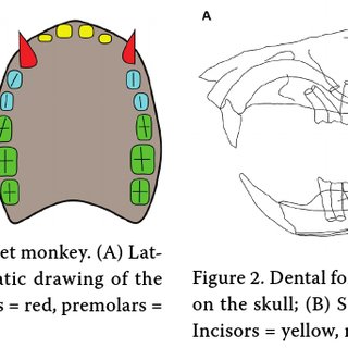 Dental formula of the vervet monkey. (A) Lat- eral view on the