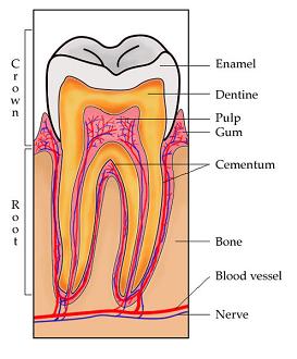 Cross-sectional view of a tooth