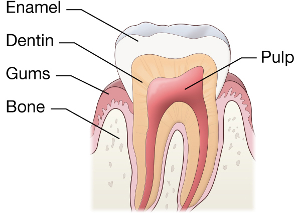 Everything You Need To Know About Dental Pulp