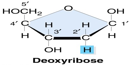 Deoxyribose and ribose are both five-carbon sugars, yet they differ from  each other in one very specific way. In ribose, a hydroxyl  (hydrogen-oxygen)