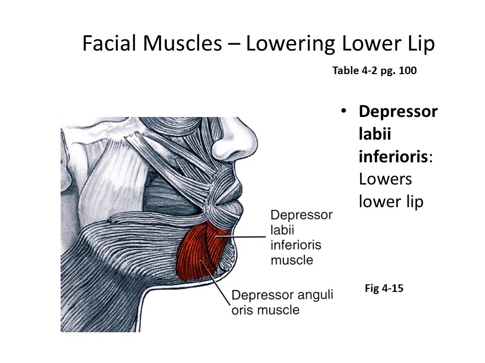 Facial Muscles – Lowering Lower Lip