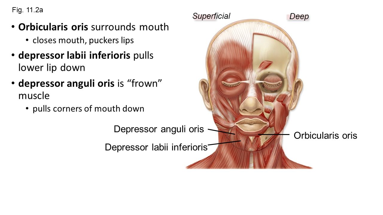 Orbicularis oris surrounds mouth