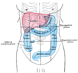 Front of abdomen, showing surface markings for liver, stomach and great  intestine (descending colon visible at center right, in blue)