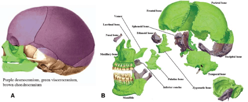 The area in purple is the calvaria, which comes from the desmocranium. The  area in brown is the part of the skull base that comes