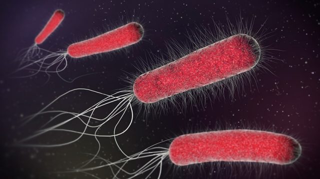 Escherichia coli es el agente causal de la mayoría de las infecciones  urinarias en el mundo