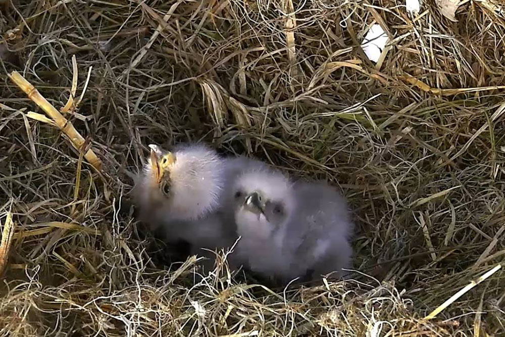 Baby eaglets