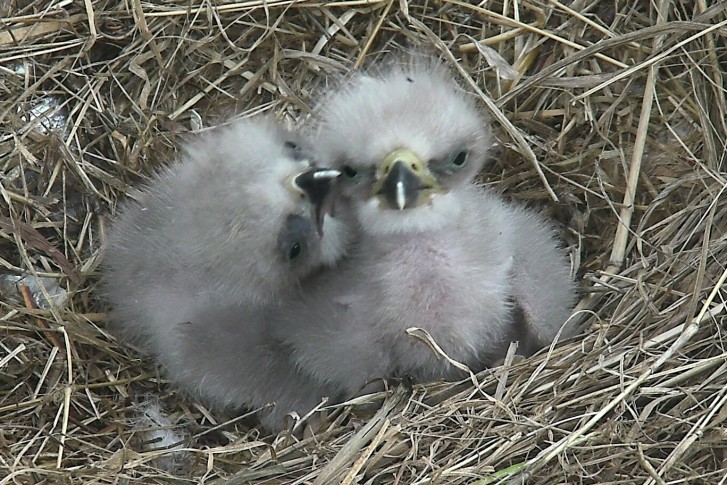This photo provided by the American Eagle Foundation, taken March 20, 2016,  shows two eaglets in Washington. Three baby bald eagles have.