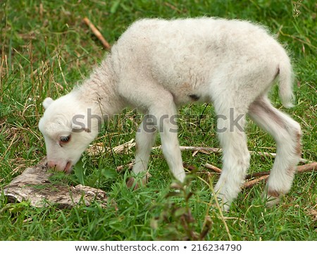 White lamb (yeanling, eanling, cade) on a meadow with green grass as