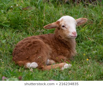 Brown lamb (yeanling, eanling, cade) on a meadow with green grass as