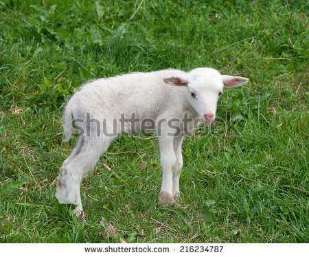 White lamb (yeanling, eanling, cade) on a meadow with green grass as