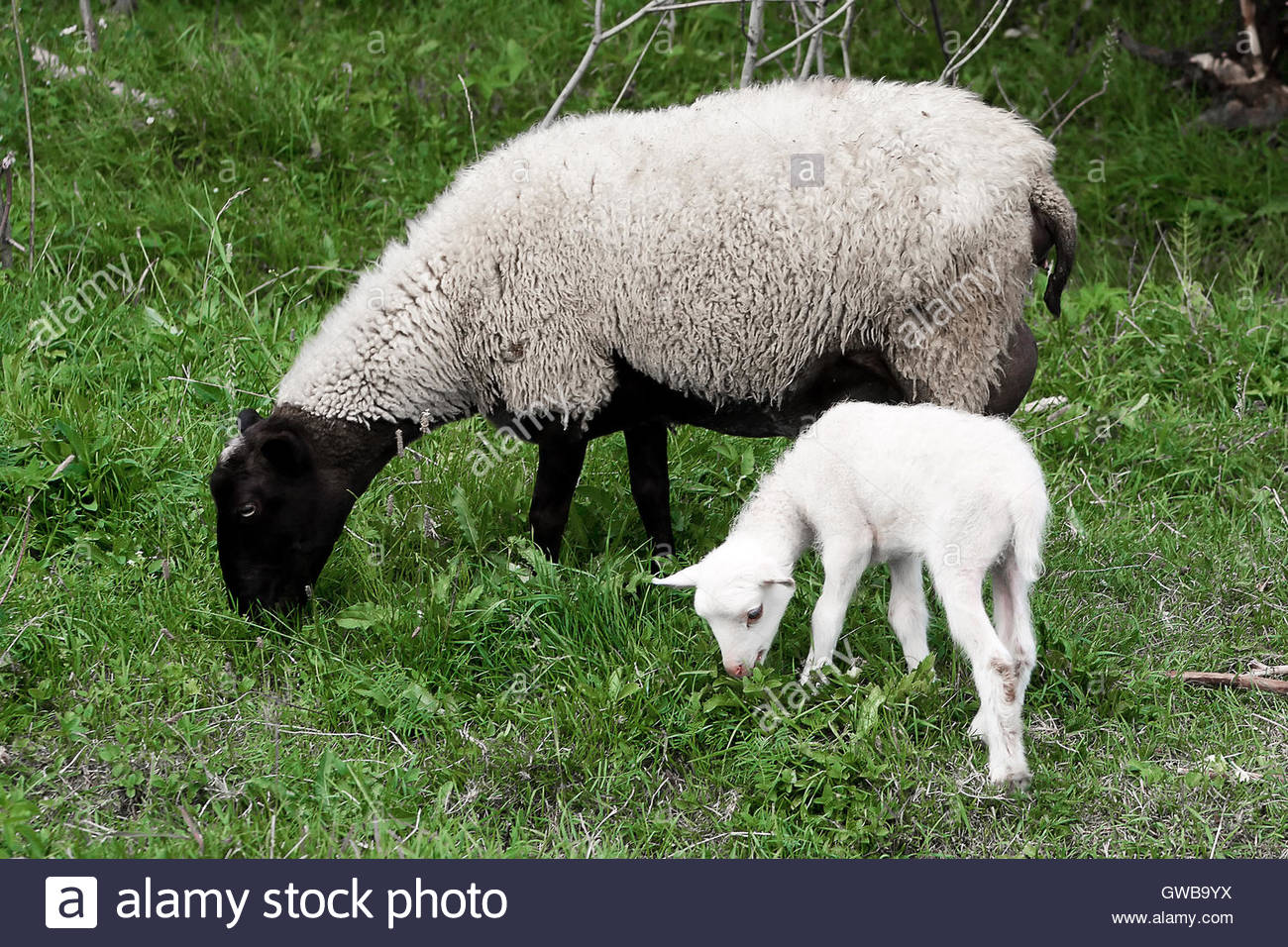 Una oveja (oveja) y blanco (de cordero, eanling yeanling, cade) pastando en  un prado con hierba verde como fondo.