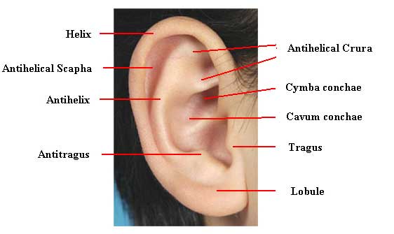 Anatomy of the outer ear