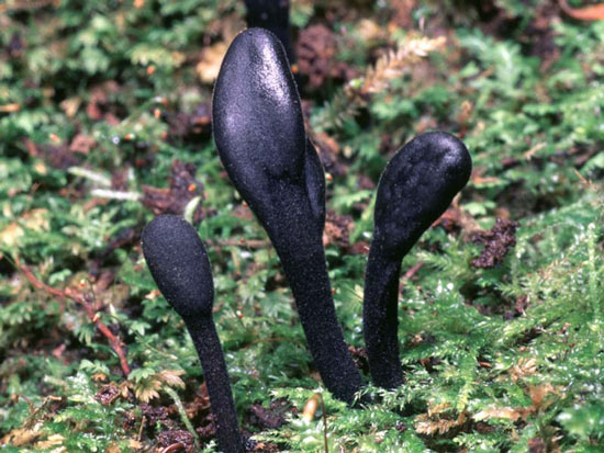 Black Earth Tongue:Trichoglossum hirsutum