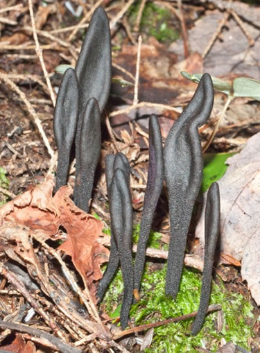 black earth tongue. Compressed, flattened, or furrowed heads are  characteristic of Trichoglossum hirsutum. Photo © Dianna Smith.