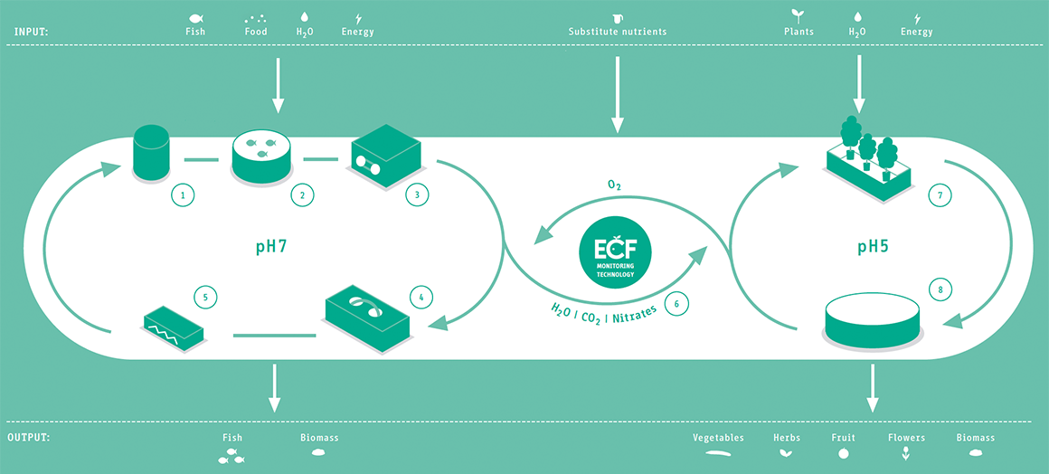 ecf-aquaponics-scheme