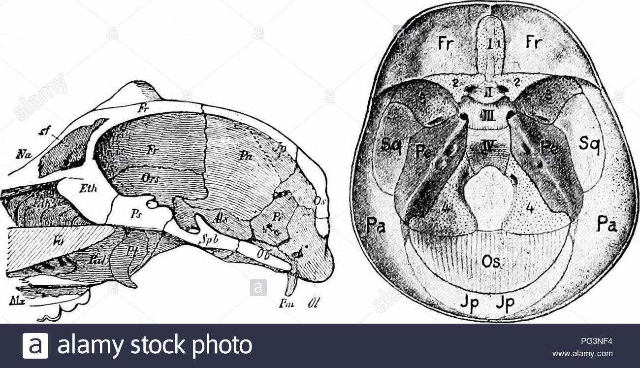 519), basioccipital, basisphenoid, presphenoid, and mesethmoid; right and  left of this a row of exoccipital, alisphenoid, orbitosphenoid, and  ectethmoid.