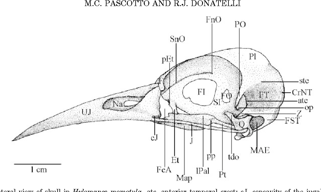 Fig. 10. Lateral view of skull in Hylomanes momotula. atc, anterior temporal