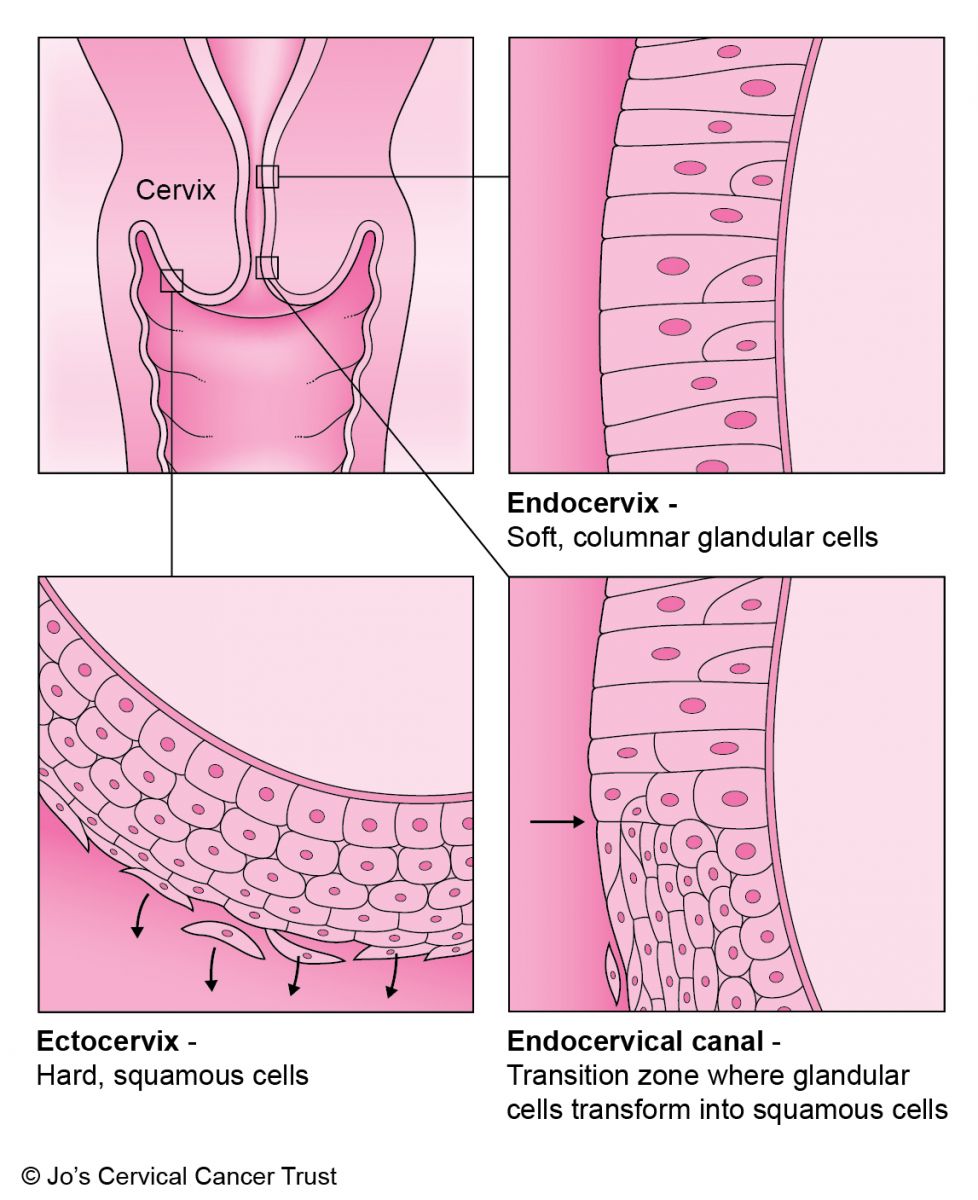 Skin layers in the cervix