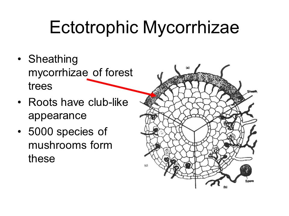 25 Ectotrophic Mycorrhizae Sheathing mycorrhizae of forest trees Roots have  club-like appearance 5000 species of mushrooms form these
