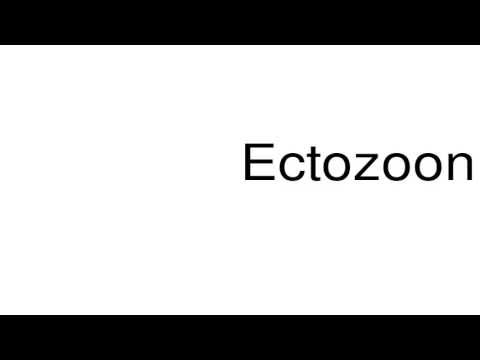 How to pronounce Ectozoon