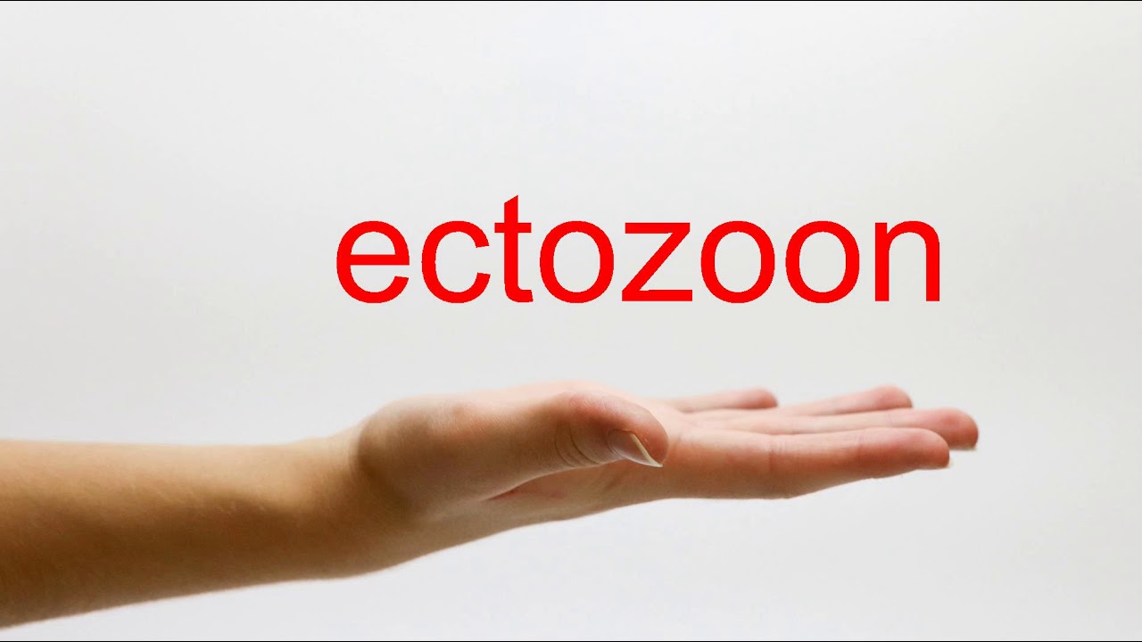 How to Pronounce ectozoon - American English