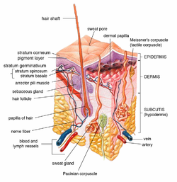Cross-section of all skin layers. A hair follicle with associated  structures. (Sebaceous glands labeled at center left.)