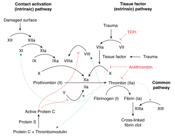 Schematic diagram of the blood coagulation and protein C pathways. In the  blood coagulation pathway