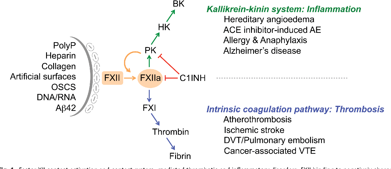 1 Factor XII contact activation and contact system–mediated thrombotic and  inflammatory disorders