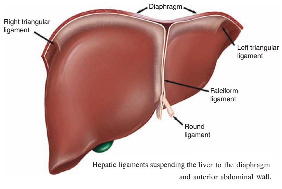 Печень 1 или 2. Диафрагмальная поверхность печени анатомия. Ligamentum falciforme hepatis. Ворота печени анатомия.