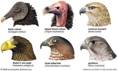 Beak shapes of some falconiform birdsA New World vulture, the black  vulture, Coragyps atratus