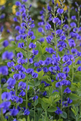 50 BLUE WILD INDIGO (False Indigo) Baptisia Australis Flower Seeds by  Seedville